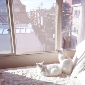 国产特级毛片A高清
