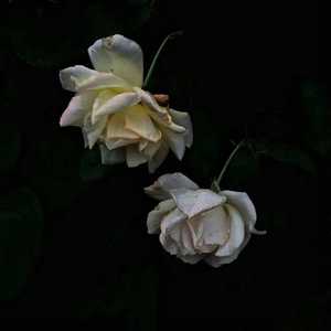 国产特级毛片A高清
